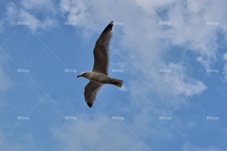 picture of a bird flying in blue sky 
