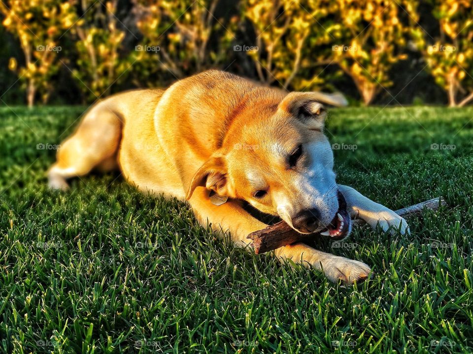 Dog carrying stick in mouth