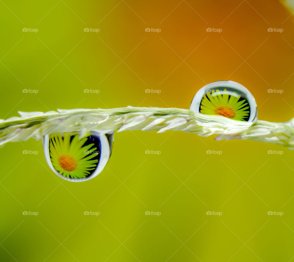 sunflower view through the water drops