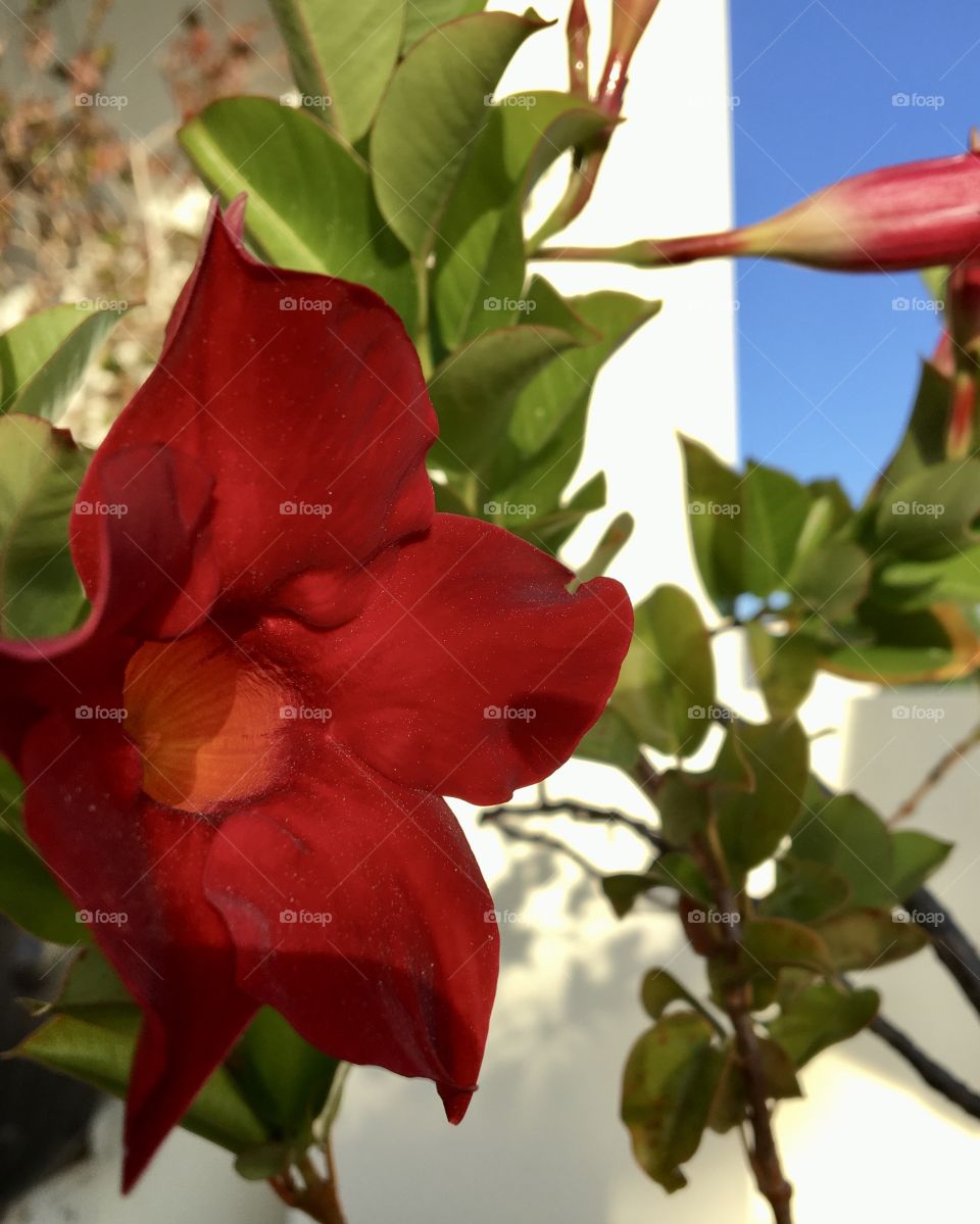 Blooming flower of diplodenia 