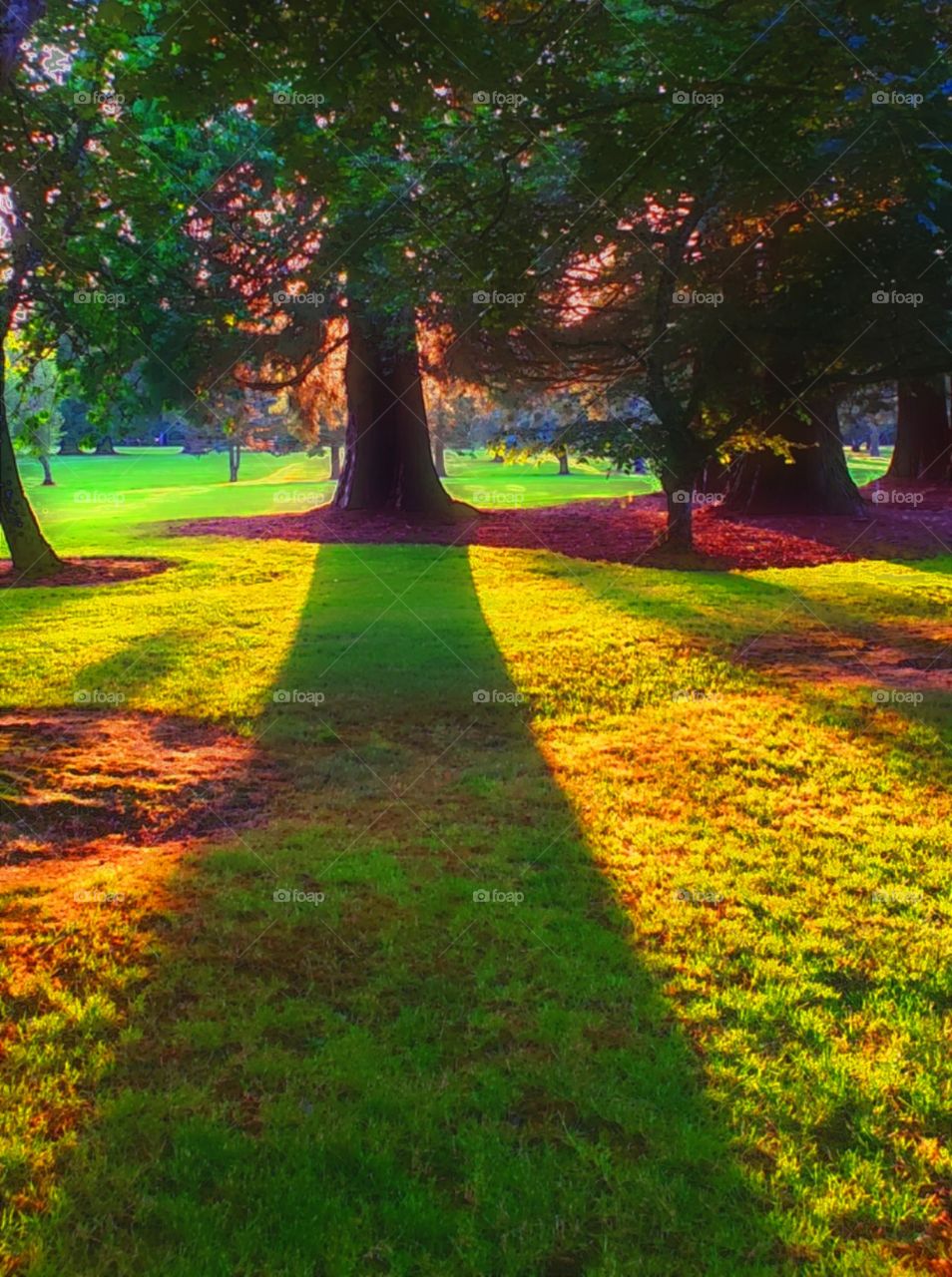 in the shadoe of Giants