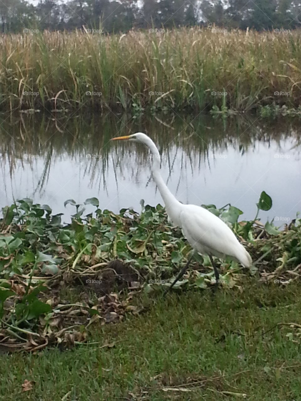Bird in a marsh