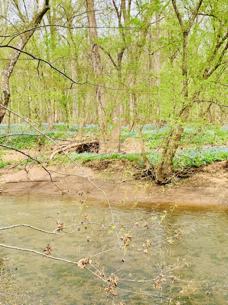 Field of bluebells, Manassas, Virginia