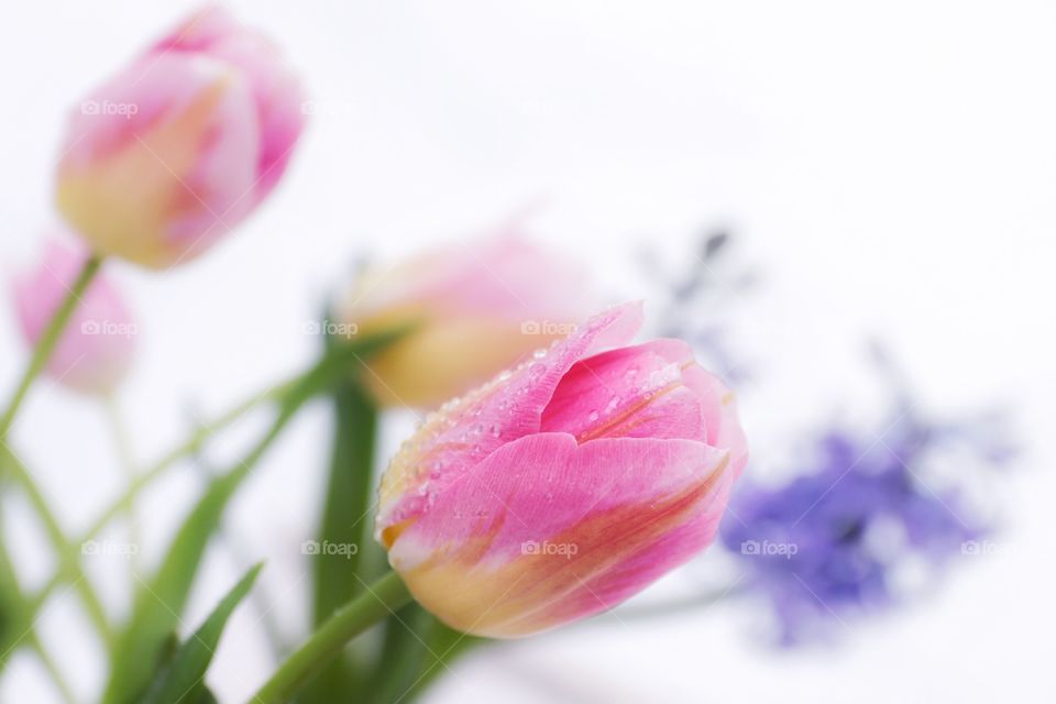 Pink tulips 