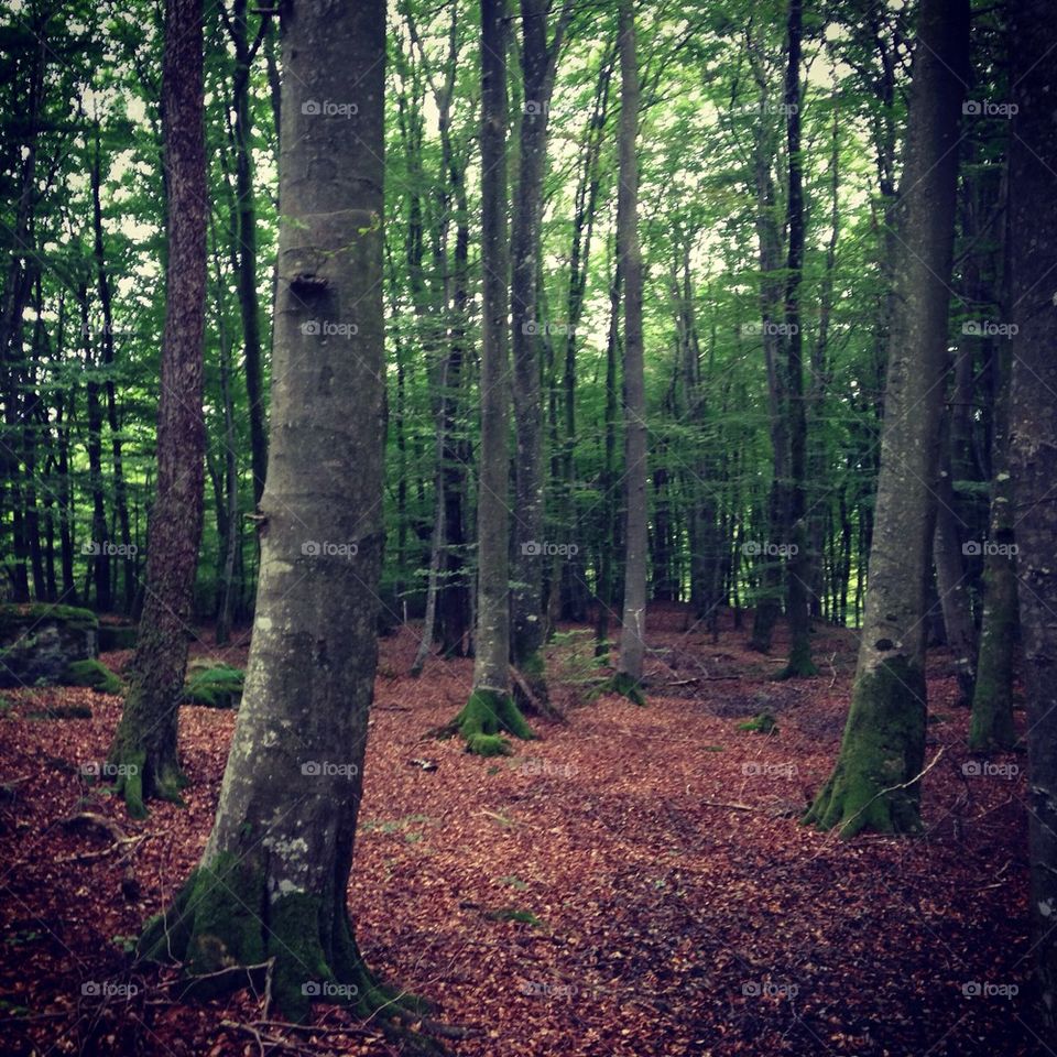 Forest near Lake Lygnern in Halland, Sweden.