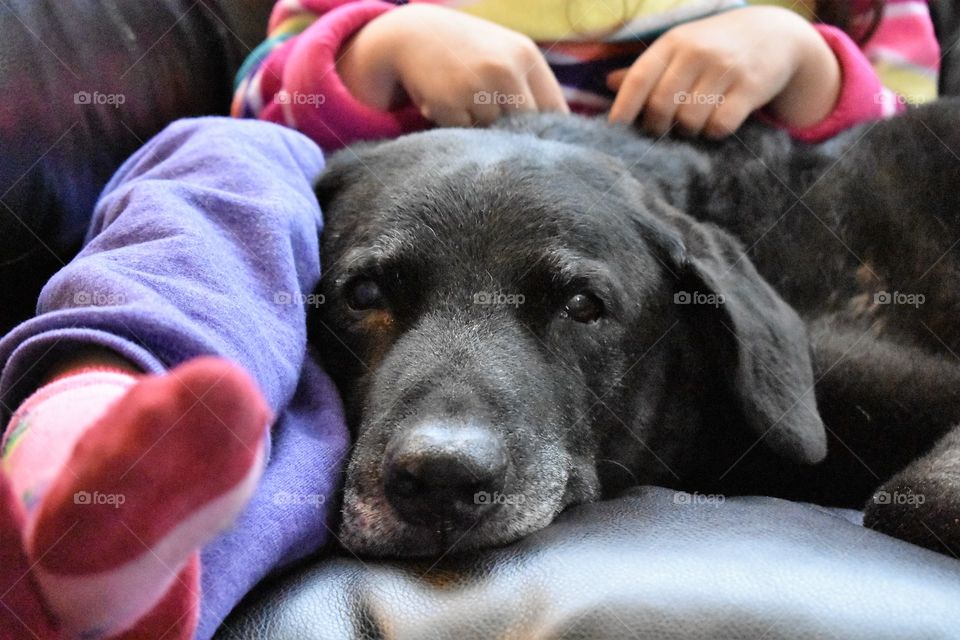 Dog sitting on sofa