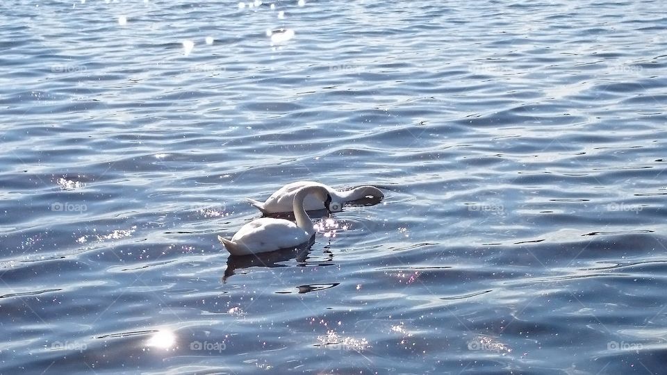 Swan couple at sea in Kallahti, Finland