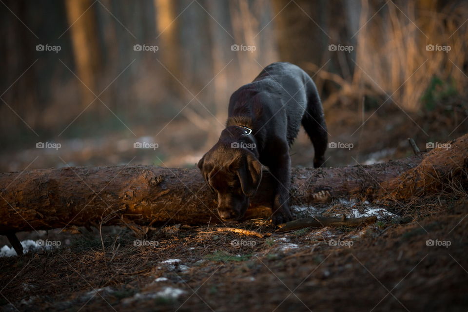 Funny brown Labrador dog in spring forest