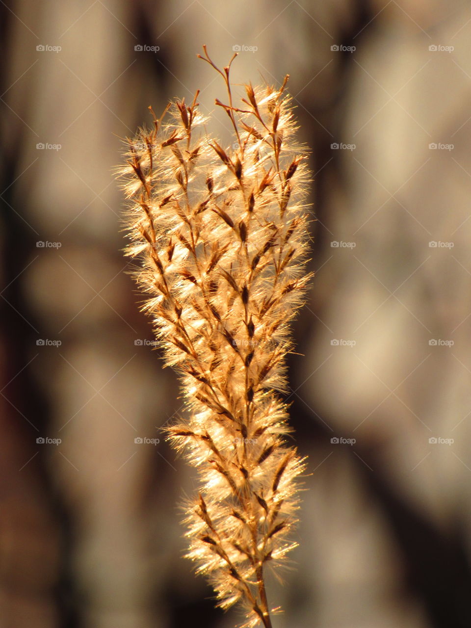 Close-up of plant