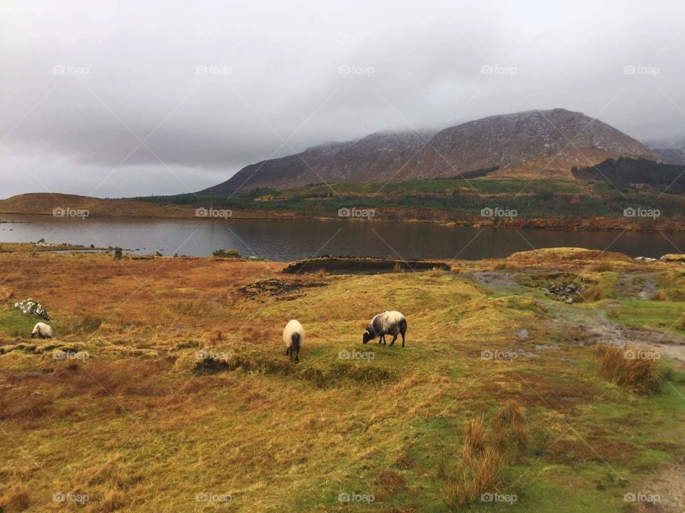 Travel around the world like Ireland Fantastic nature lake green grass and sheep