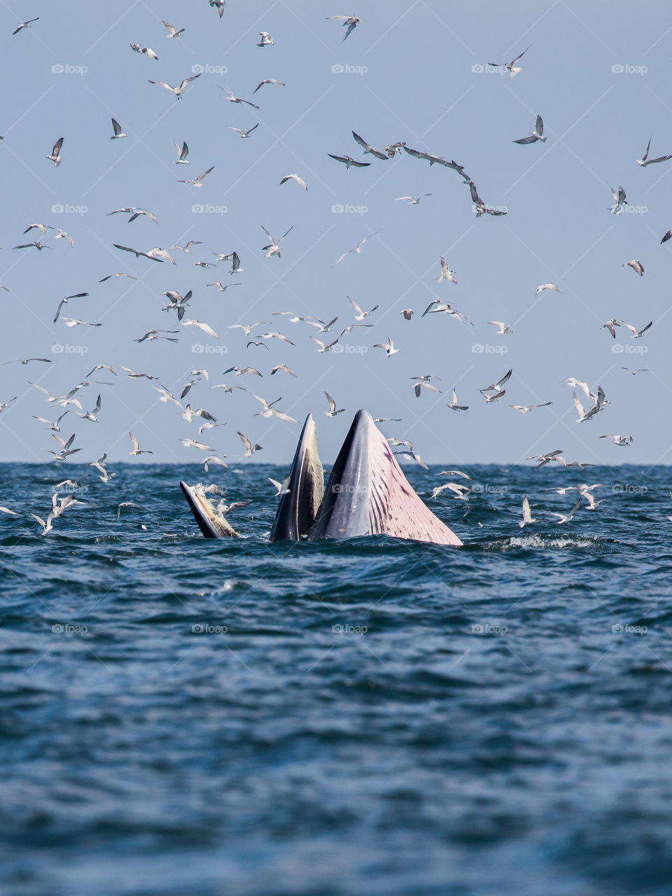 whales outside the gulf of thailand