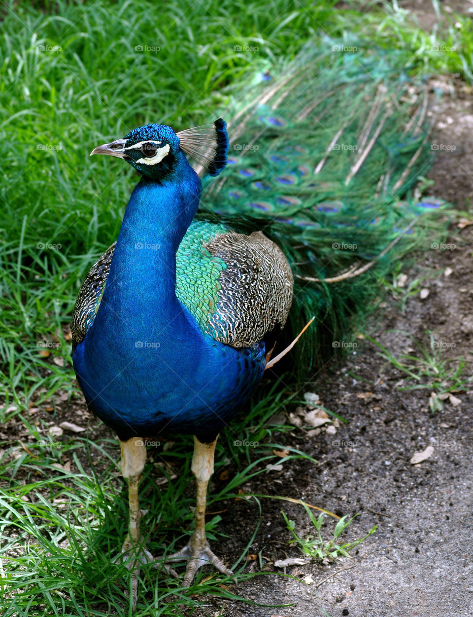 outdoors colors animal usa by refocusphoto