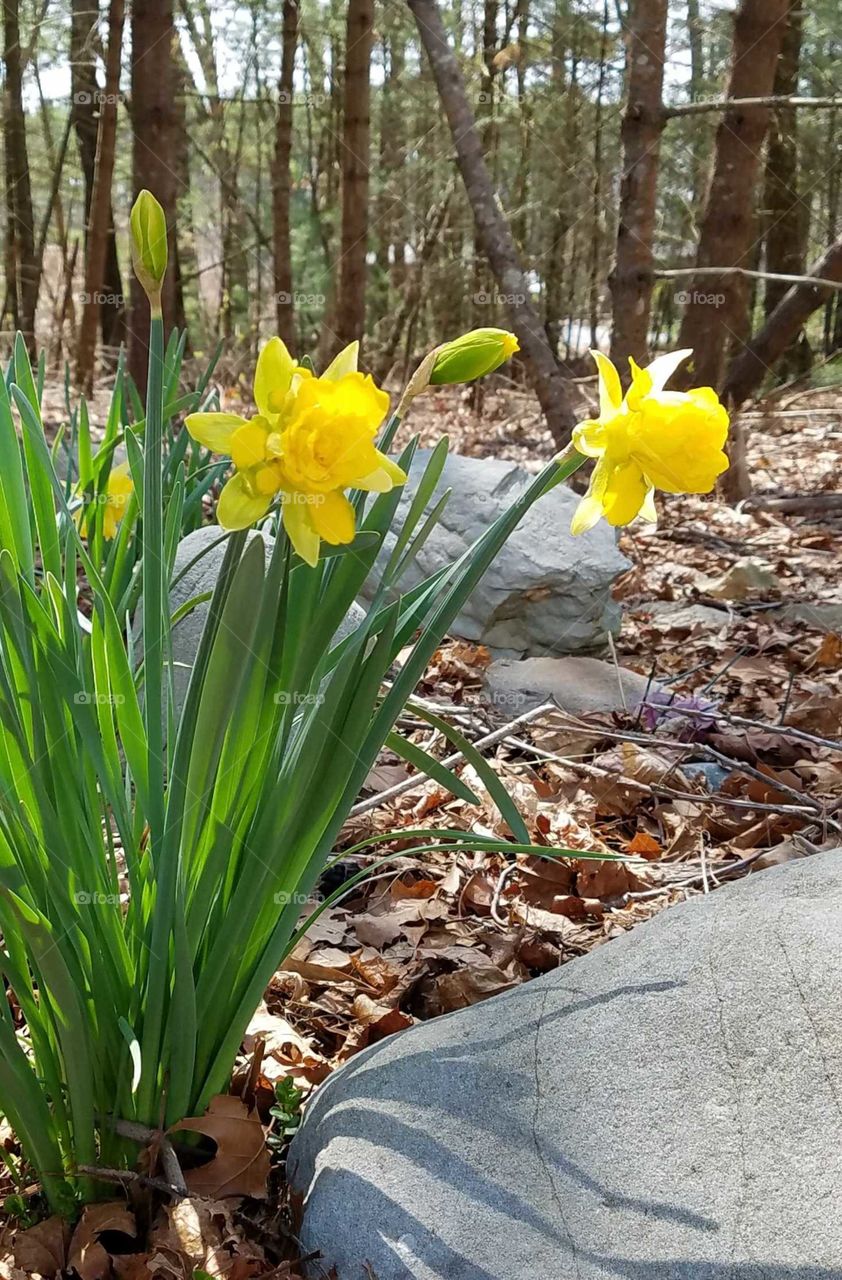Sunlit daffodils near rocks.