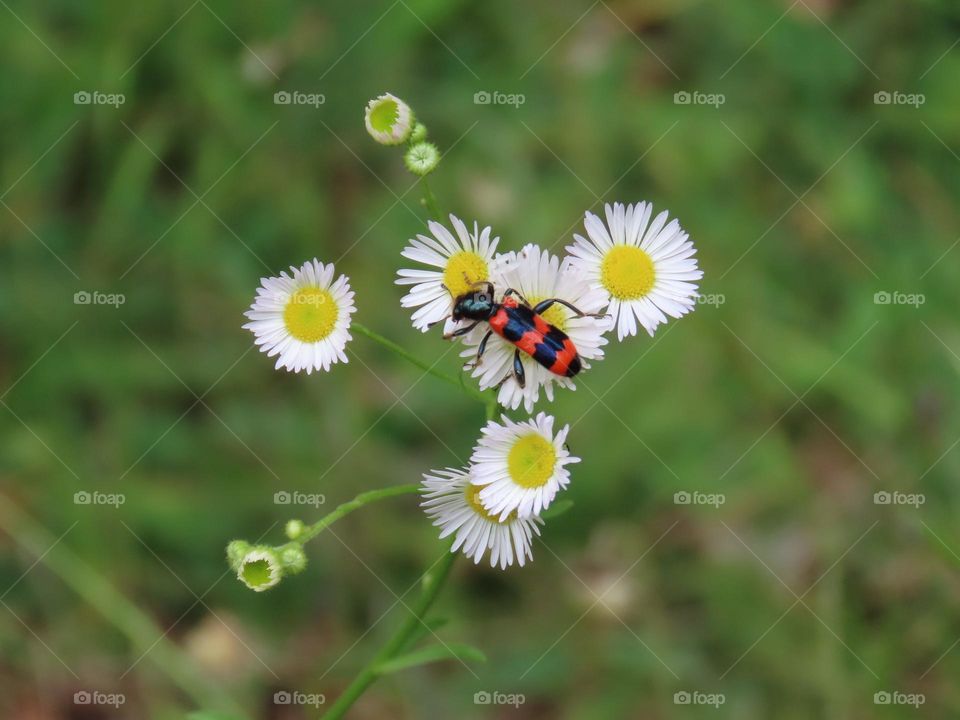 Beetle on a flower