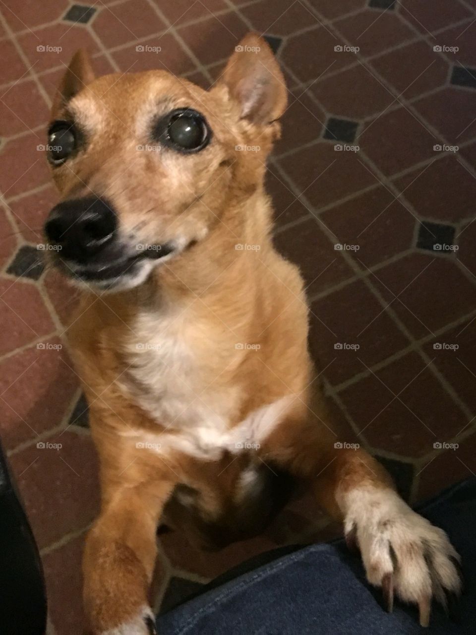 Terrier dog with front legs on chair waiting for a treat. Puppy looking at me with those loving eyes. Faithful puppy friend.