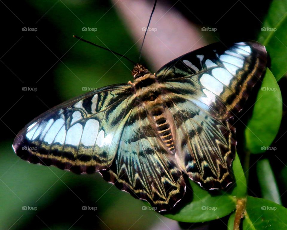 Blue Clipper Butterfly in Garden