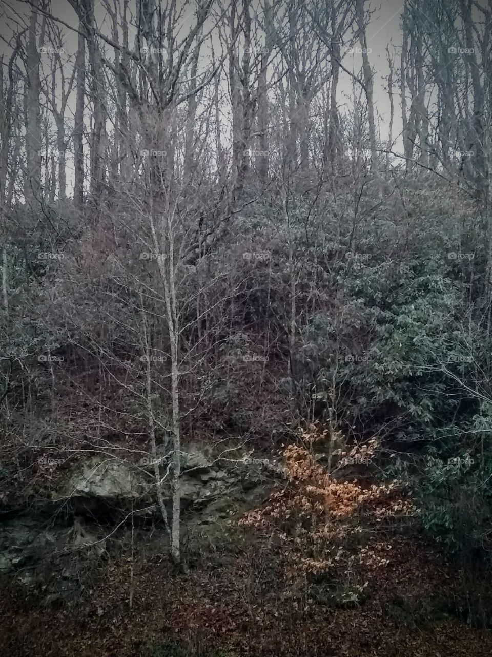 Forest frozen in time