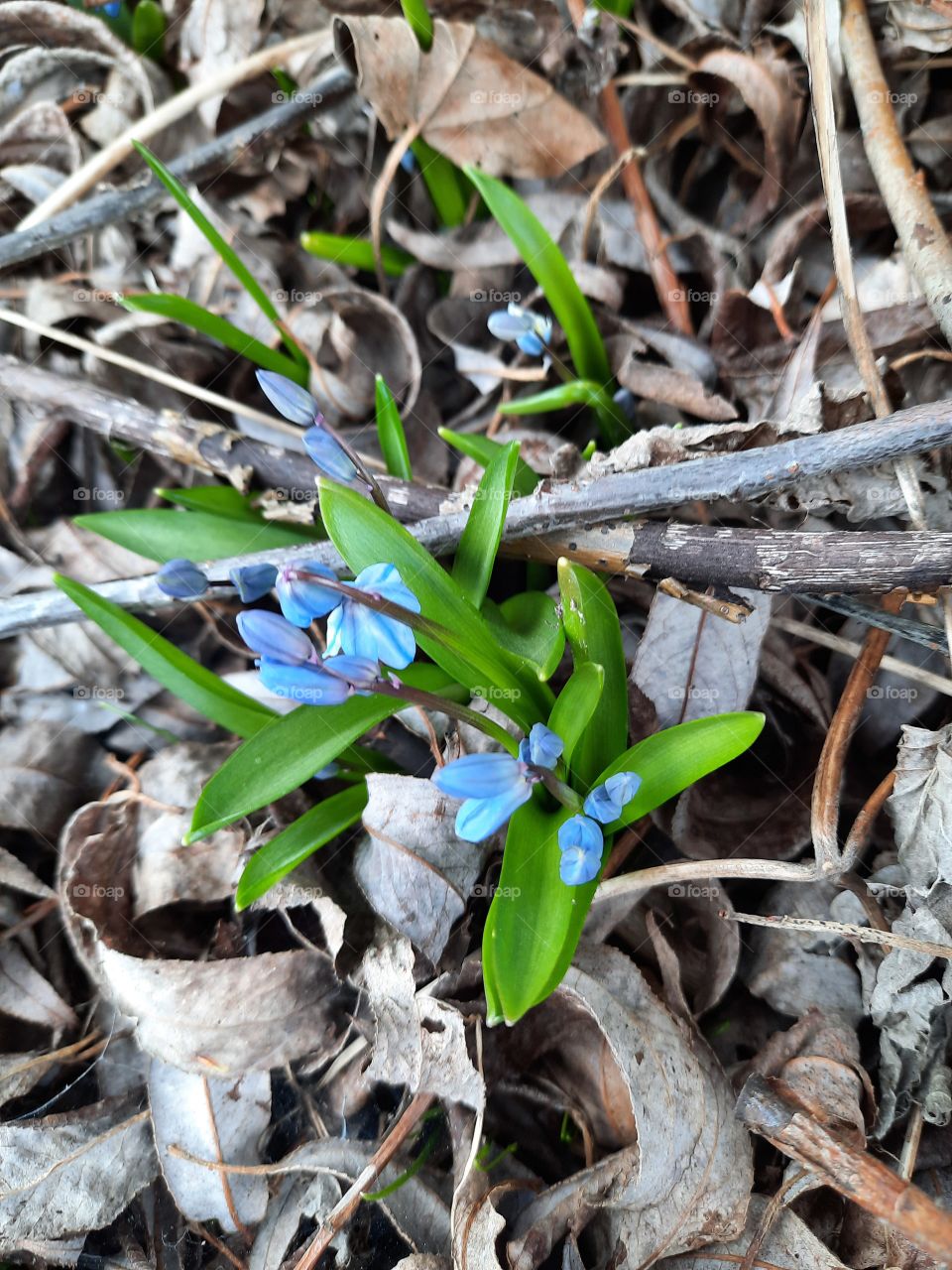 blue buds of Siberian squill flowers in dry leaves under a tree