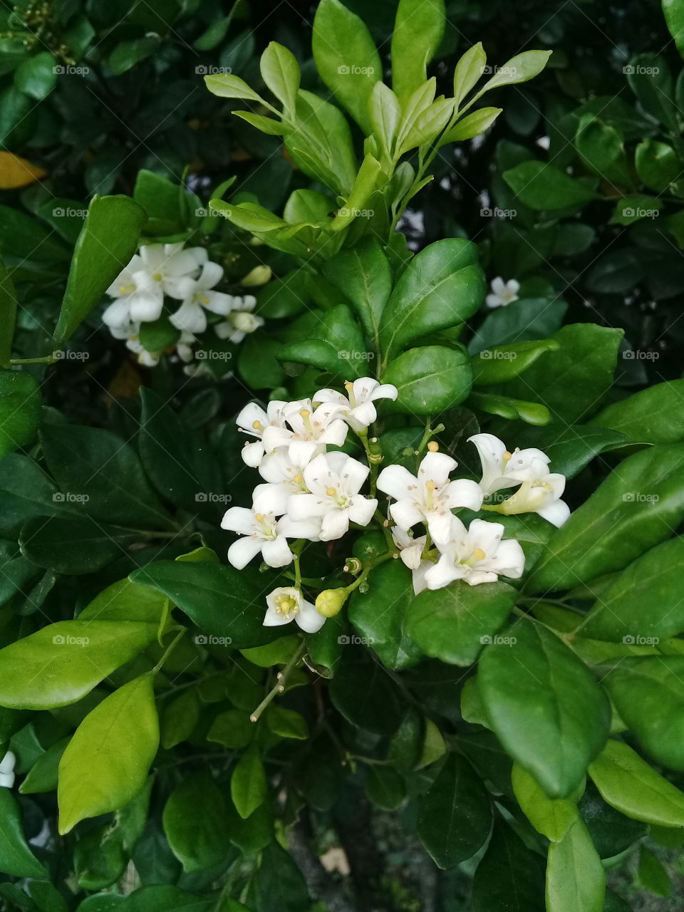 white flower....so delicated