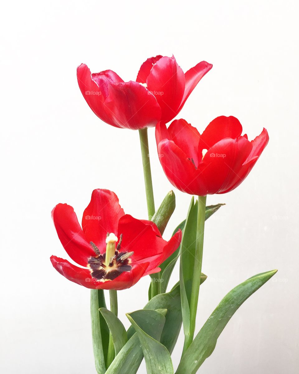 The beautiful tulips 