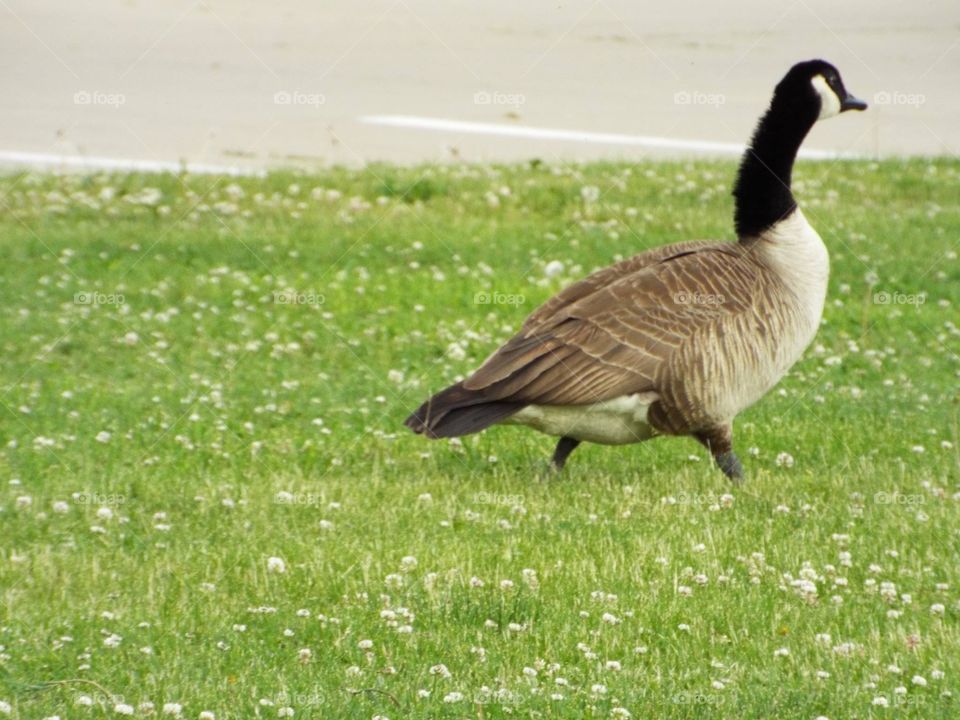 Goose running next to me