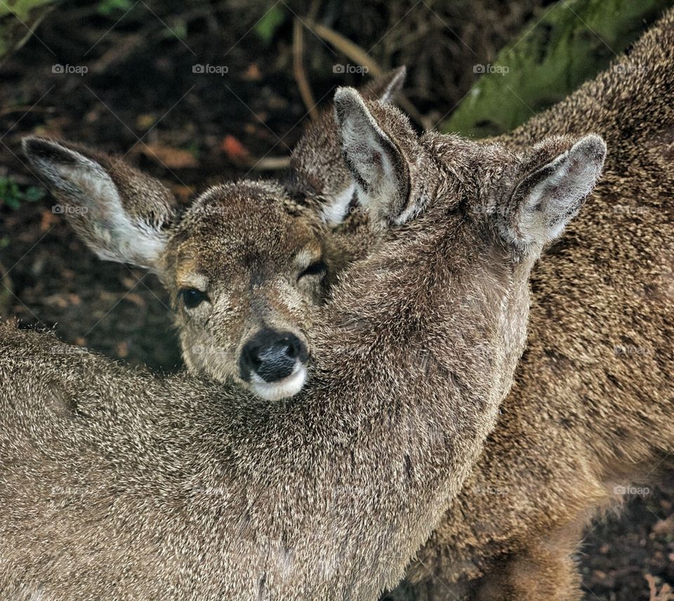 Hugging deer