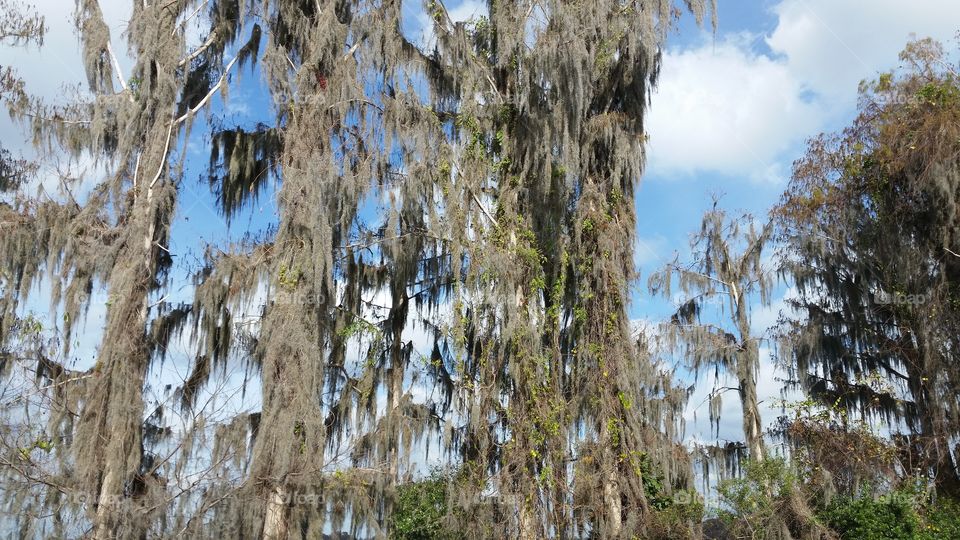Spanish moss in a swamp.