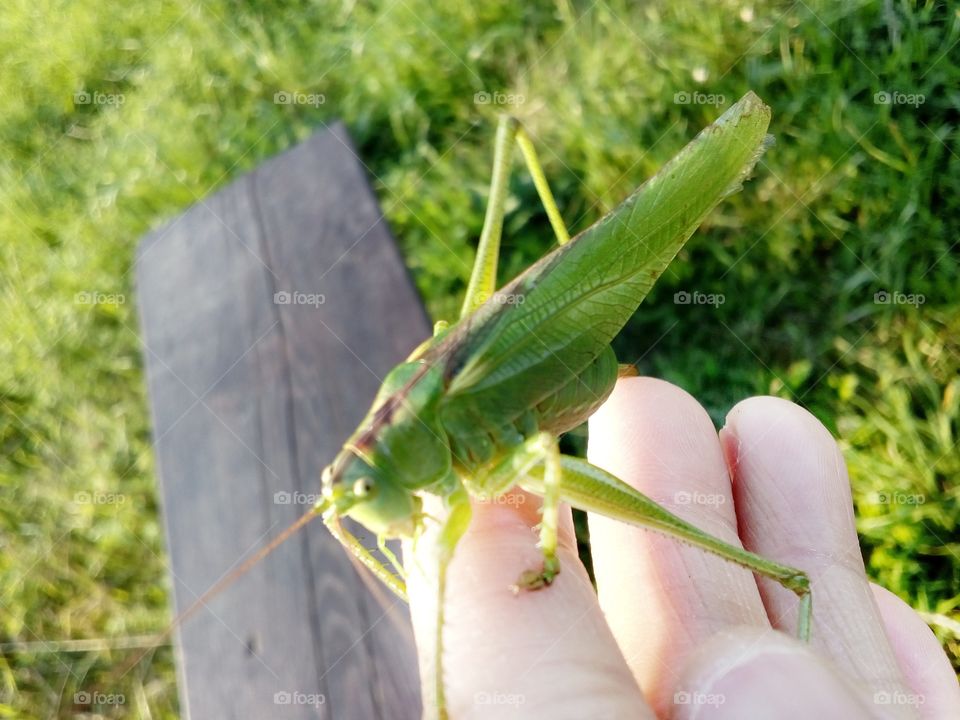 grasshoppers with my hand