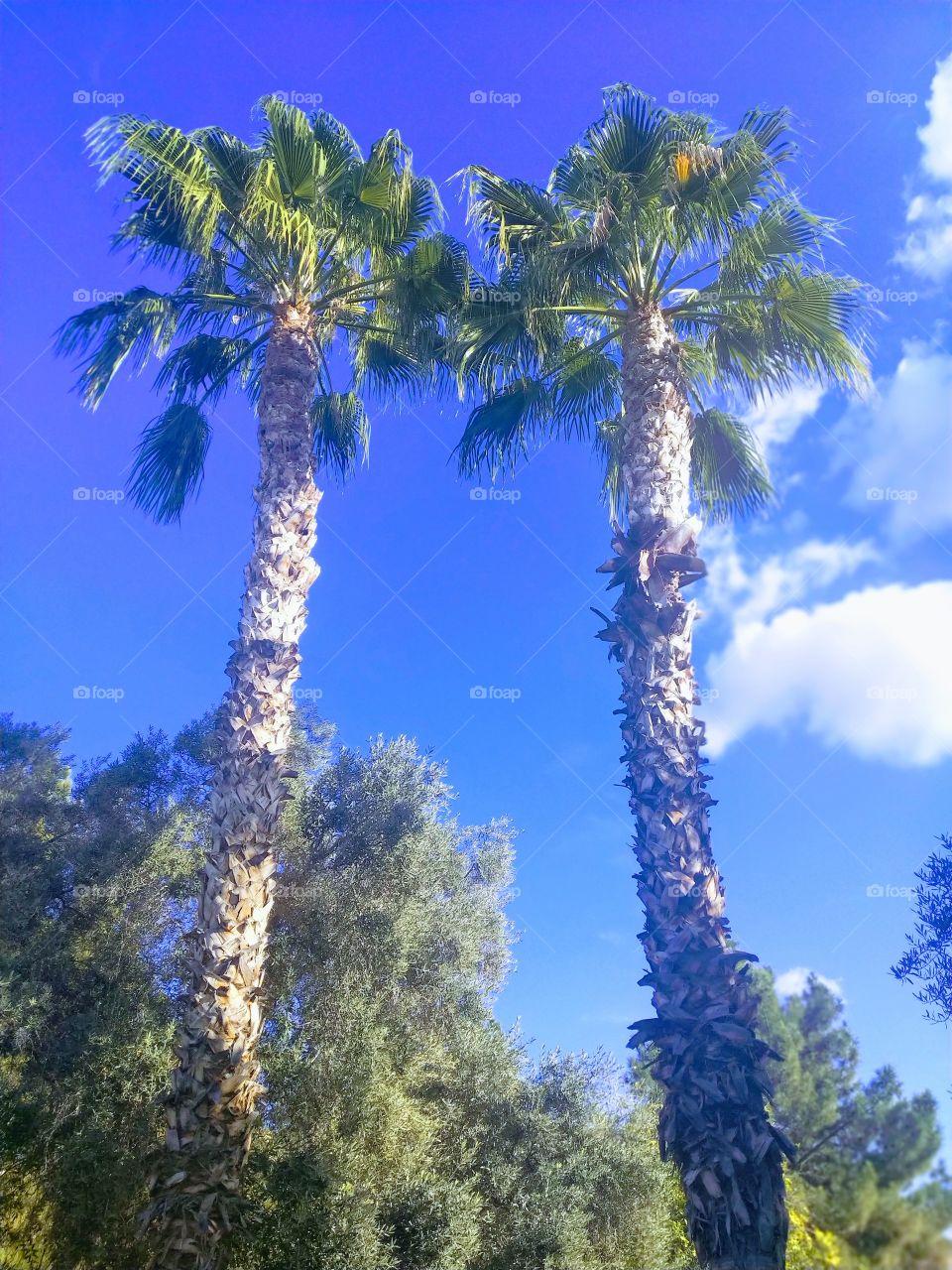 Twin Palms against a vibrant blue sky