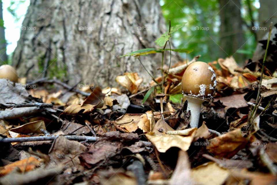 Brown mushroom in a forest