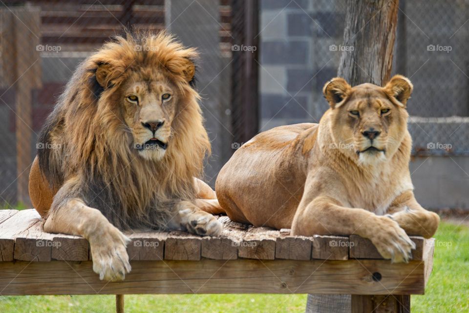 A lion and lioness stare at me during a recent zoo visit