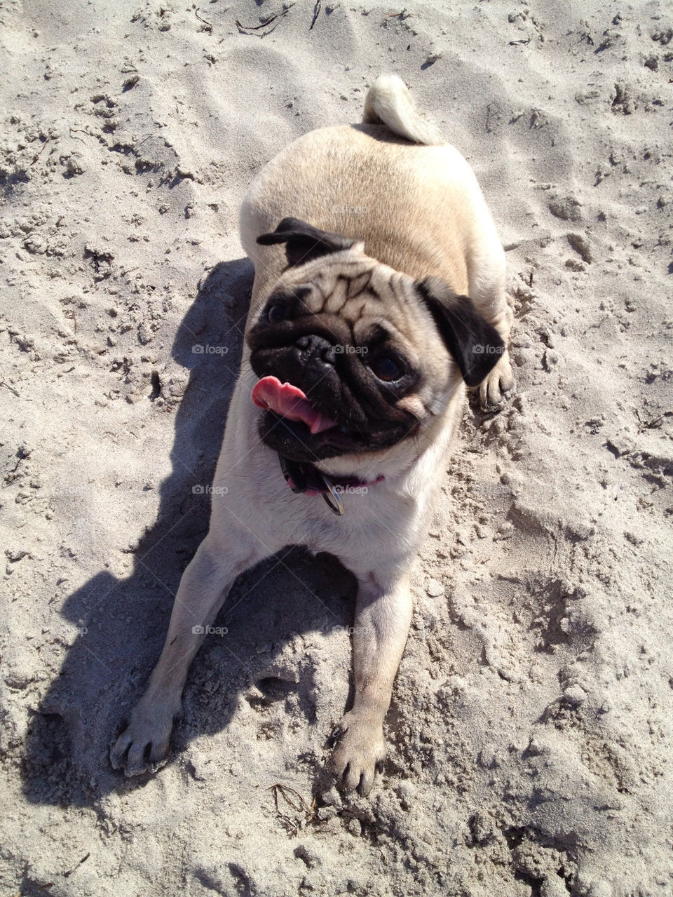 beach sweden summer dog by petradaltzen