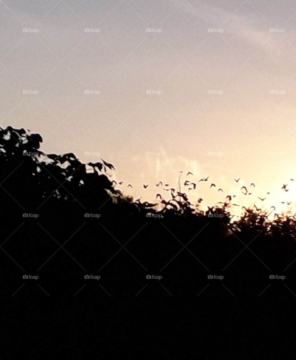 trees and birds at sunset