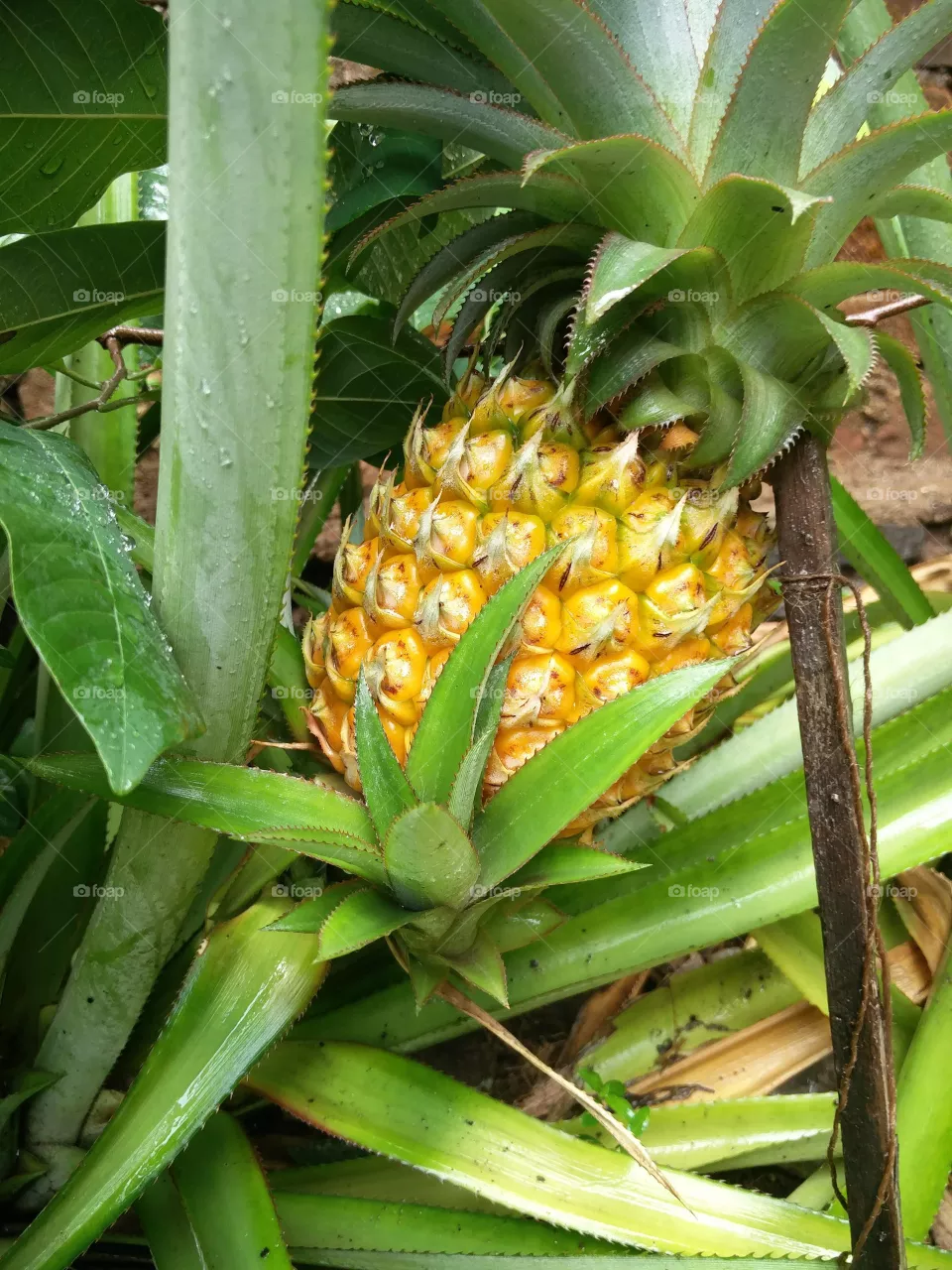 From my garden