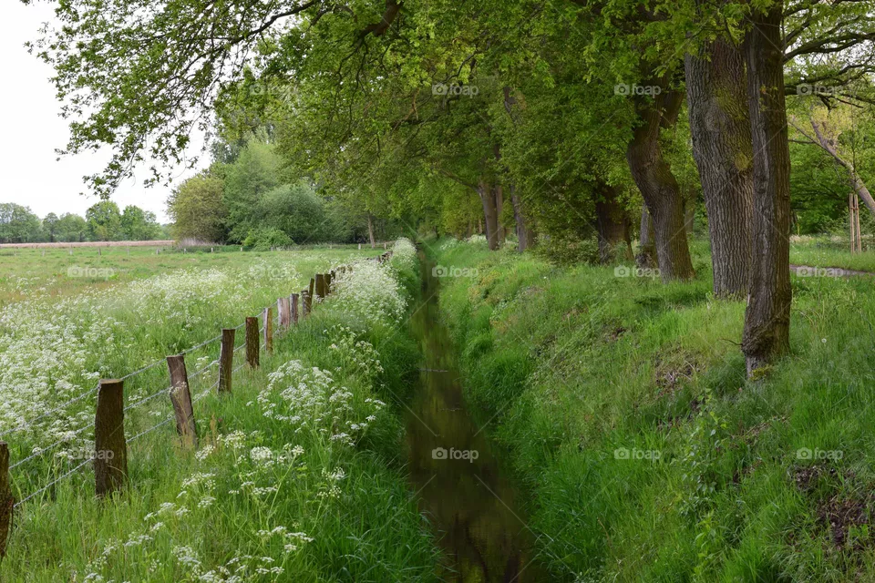 Wiesenblumen am Ufer eines Graben
