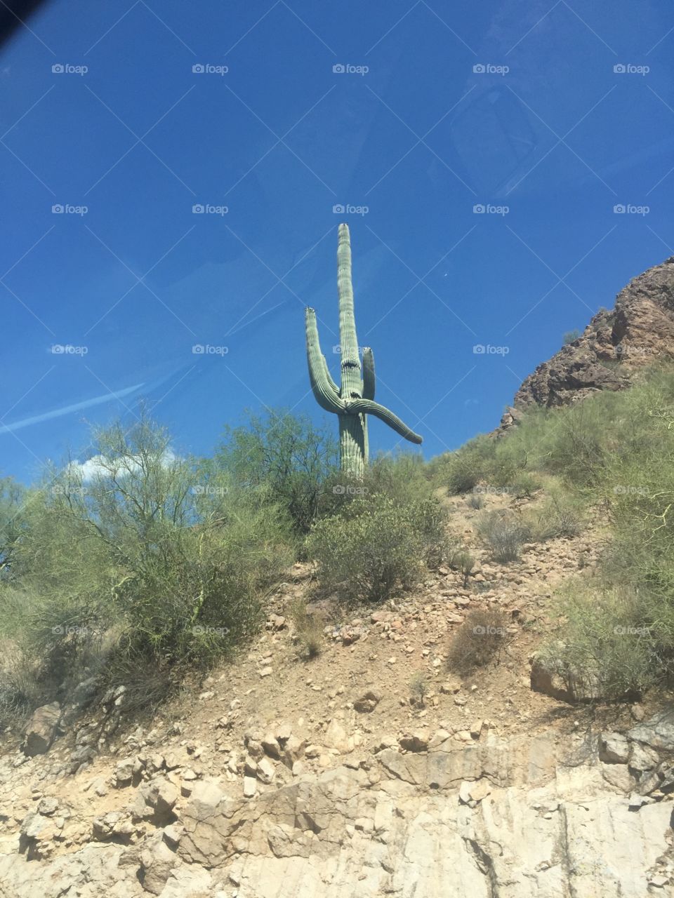 Broken cactus?