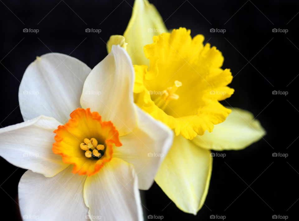 Daffodils.