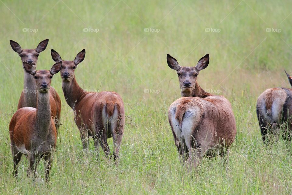 wild deer