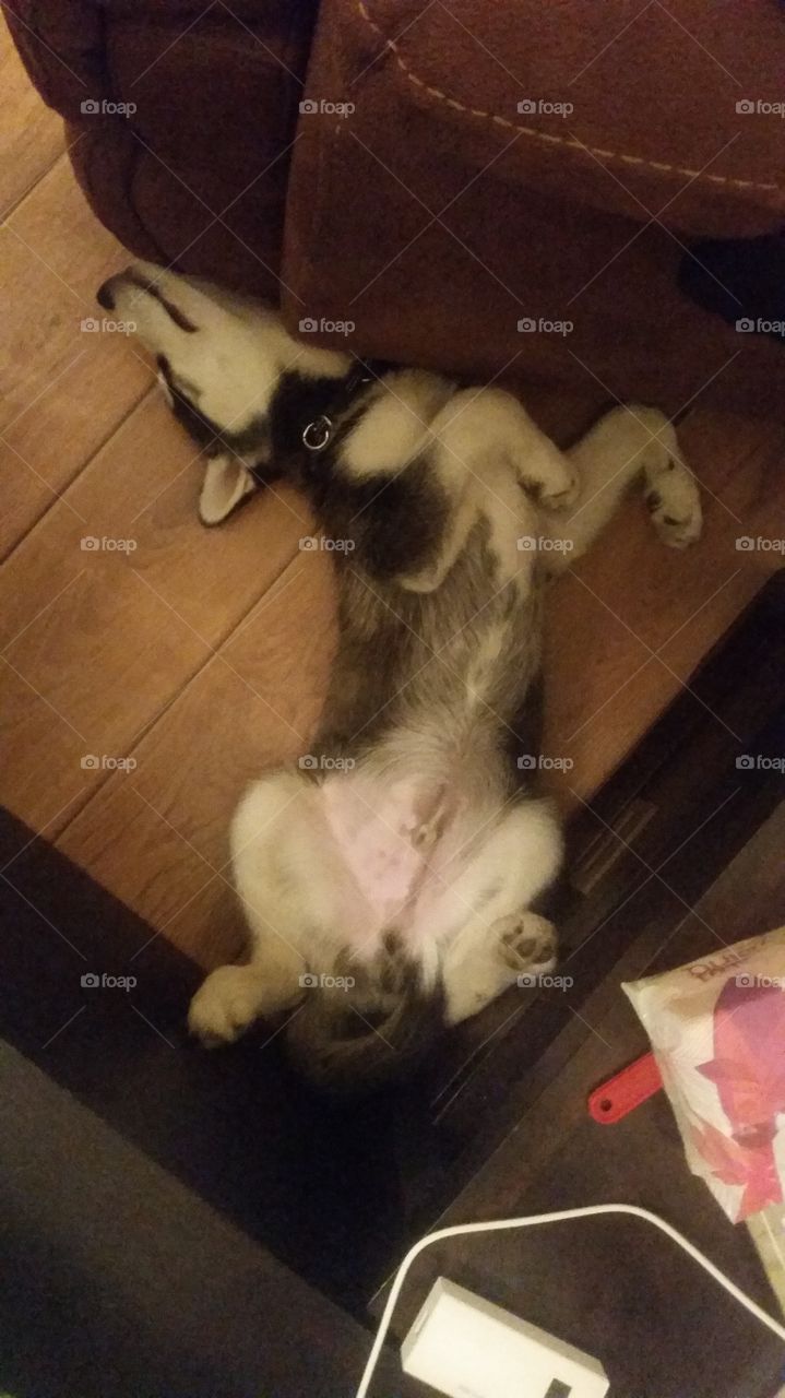 husky dog sleeping on his back under the couch