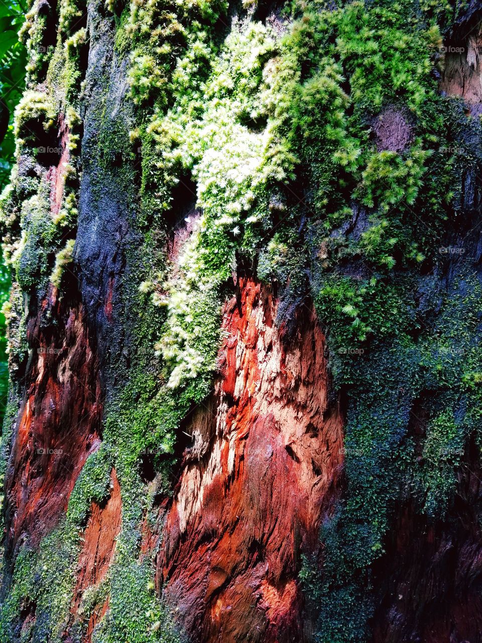 Colors of rainforest