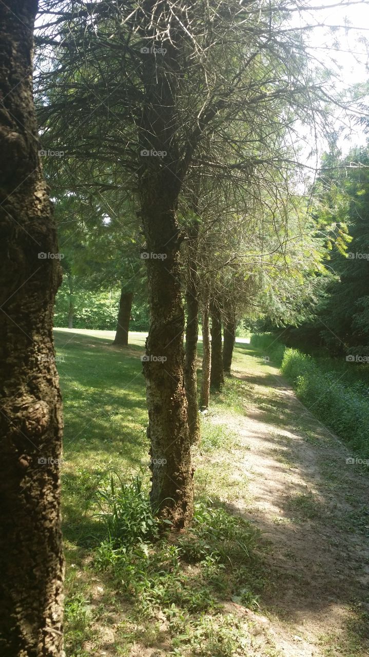 Tree line