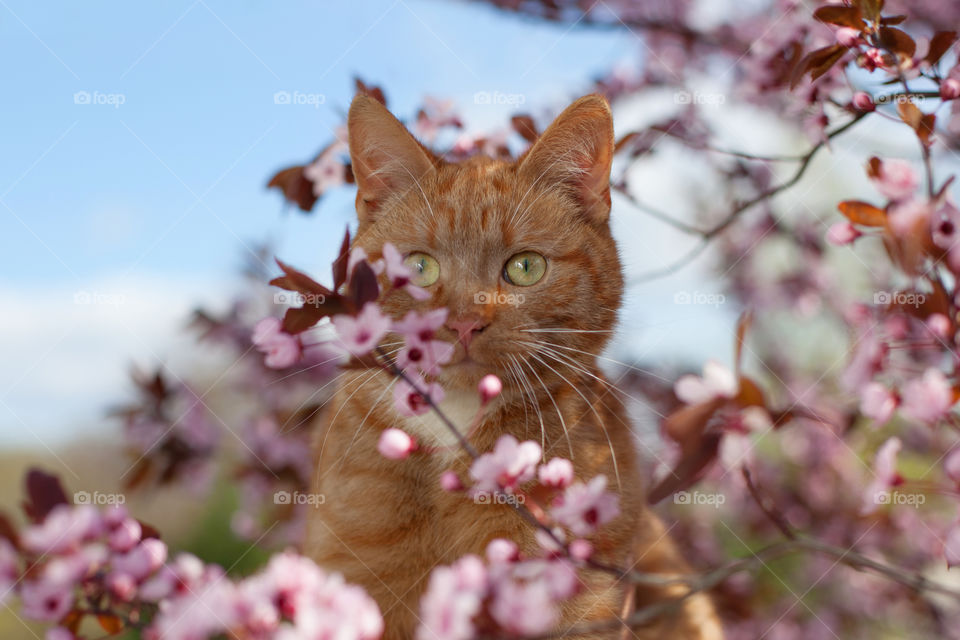 Nature, No Person, Cat, Flower, Outdoors