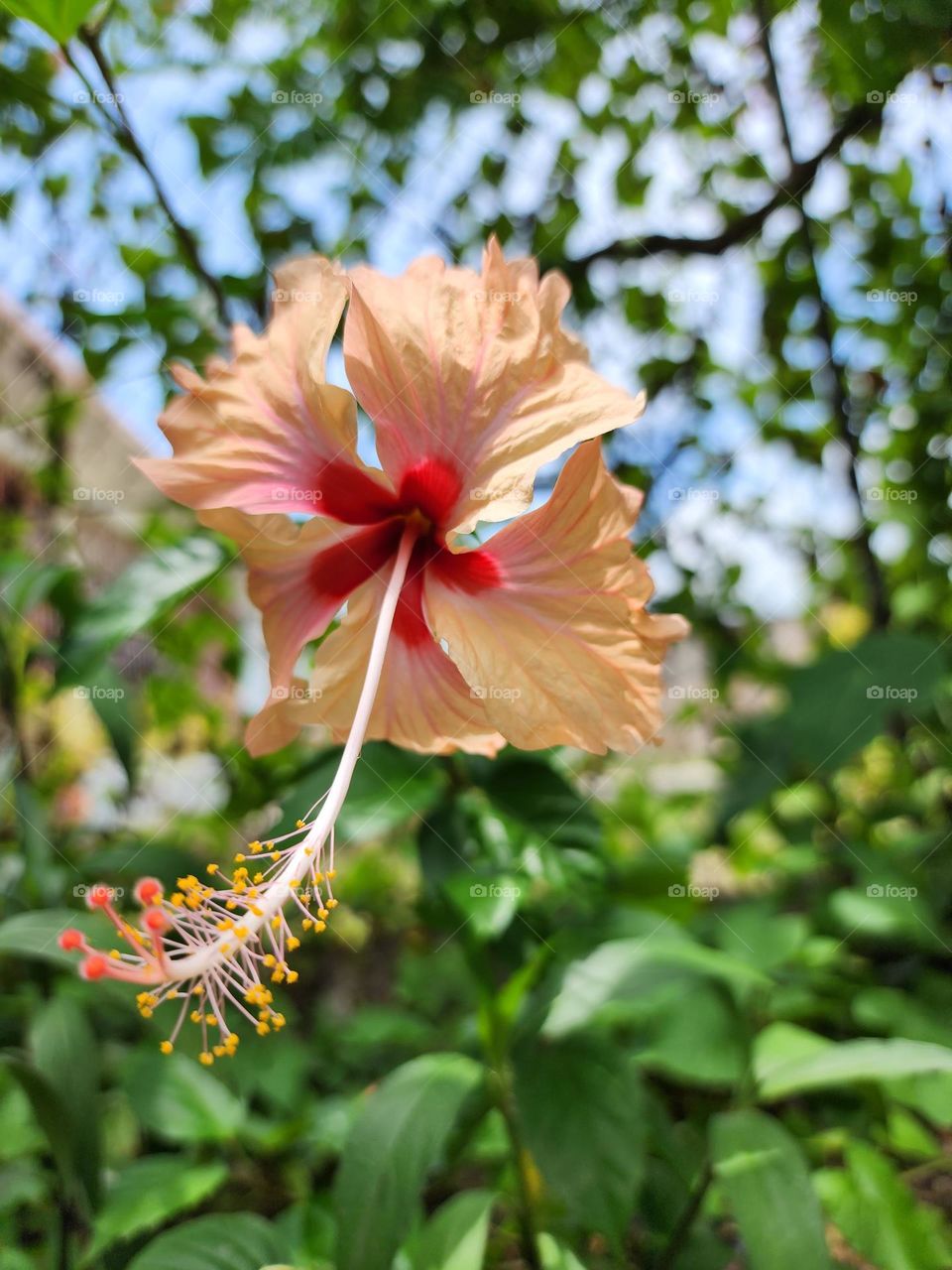 orange hibiscus