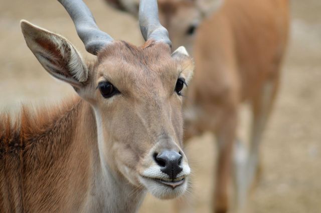 Wildlife