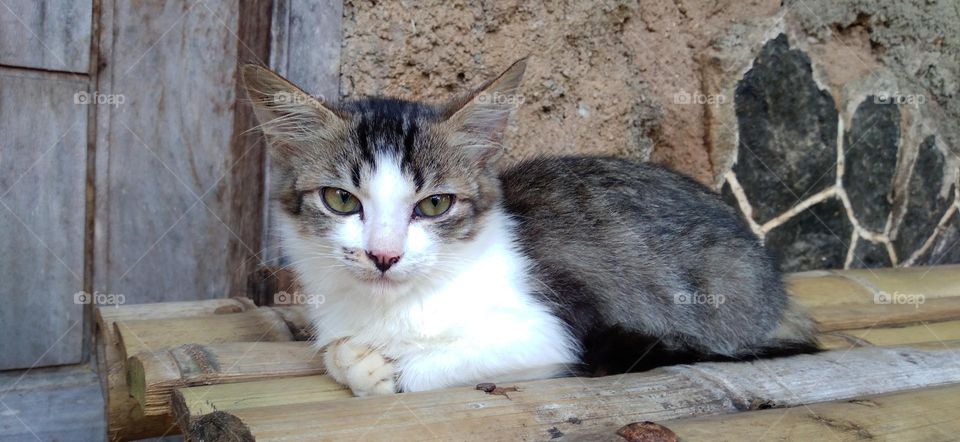 A kitten sitting relaxed on a bamboo chair