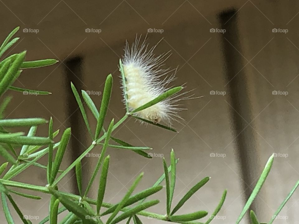 Fuzzy Caterpillar