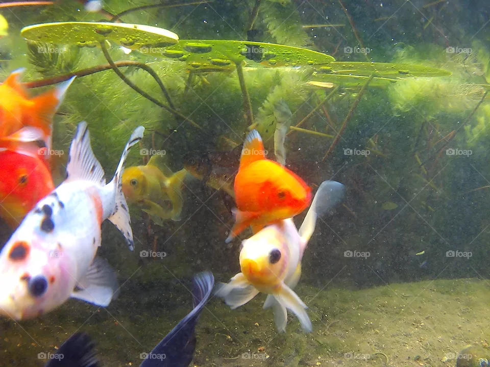 fishies