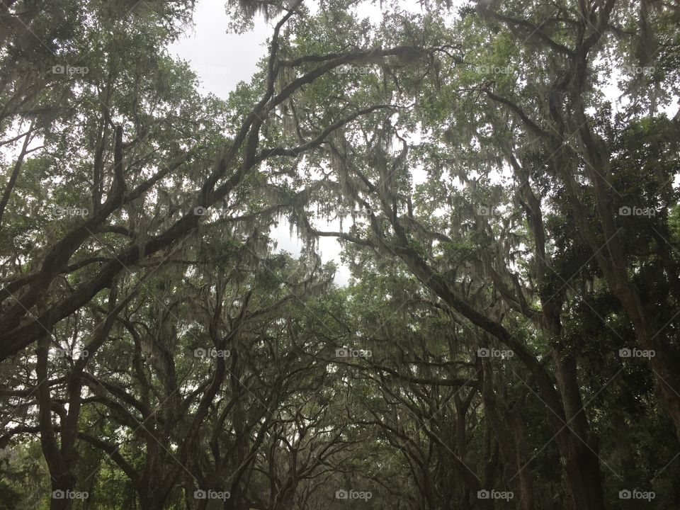 Creepy,Spanish moss trees