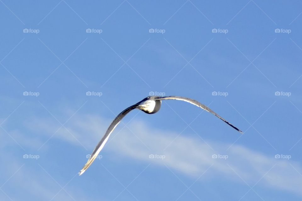 Seagull