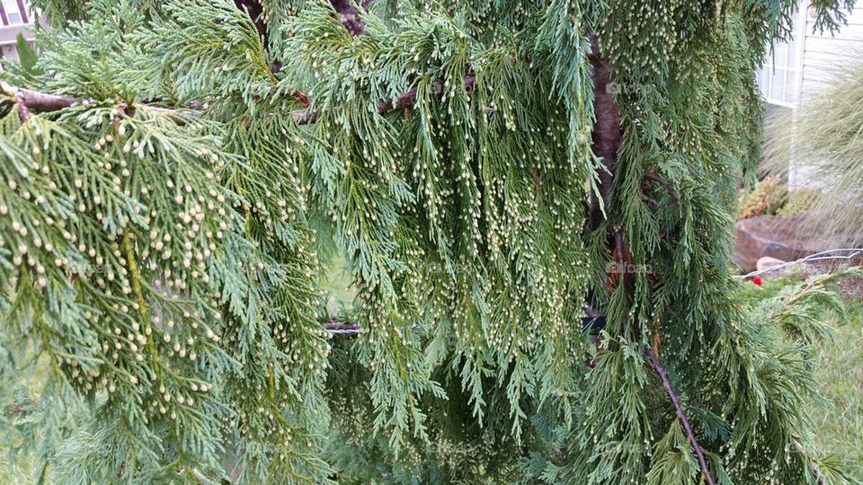 weeping cedar branch